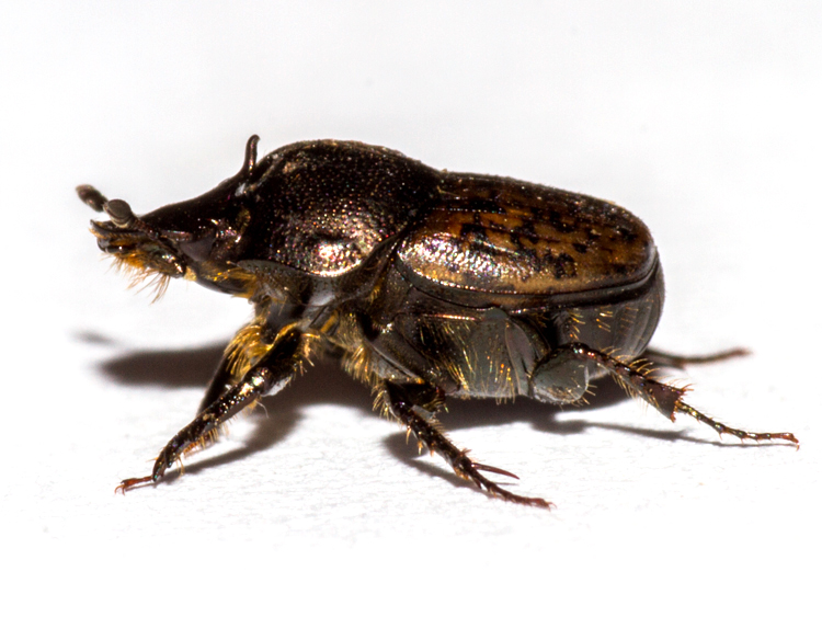 Onthophagus similis
